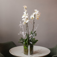 Белые орхидеи с хвоей в стеклянном цилиндре