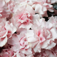 Коробка с французскими пудровыми розами, 35 шт, и эвкалиптом