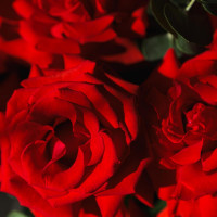 Коробка с французскими алыми розами, 35 шт, и эвкалиптом