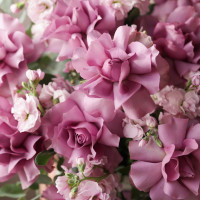 Коробка с французскими сиреневыми розами, маттиолой и эвкалиптом