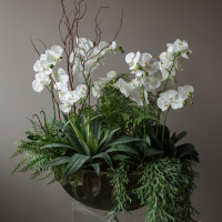 Композиция фитосад с белыми орхидеями и зеленью в стильном кашпо-премиум