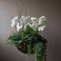 Композиция фитосад с белыми орхидеями и зеленью в стильном кашпо-премиум