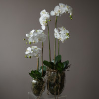 Белая орхидея фаленопсис (ботаническая копия) в стеклянной вазе, S