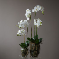 Белая орхидея фаленопсис (ботаническая копия) в стеклянной вазе, S