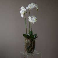 Белая орхидея фаленопсис (ботаническая копия) в стеклянной вазе, M
