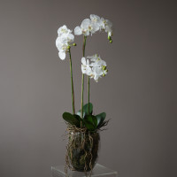 Белая орхидея фаленопсис (ботаническая копия) в стеклянной вазе, M