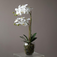 Белая орхидея фаленопсис (ботаническая копия) в стеклянной вазе, S