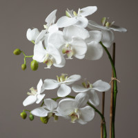 Белая орхидея фаленопсис (ботаническая копия) в стеклянной вазе, S