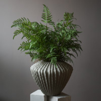 Декоративный папоротник в интерьерном вазоне