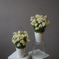 Интерьерная весенняя композиция в кашпо с белыми нарциссами