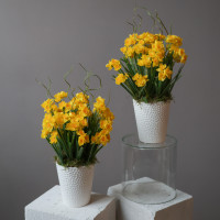 Интерьерная весенняя композиция в кашпо с желтыми нарциссами