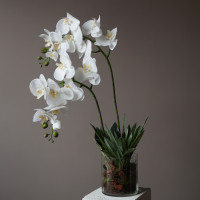 Белая орхидея фаленопсис в стеклянной вазе