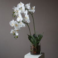 Белая орхидея фаленопсис в стеклянной вазе