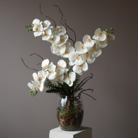 Белая орхидея фаленопсис в стеклянной дизайнерской вазе