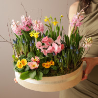 Весенний садик с цикламенами, мускари, нарциссами и гиацинтами, 40х45