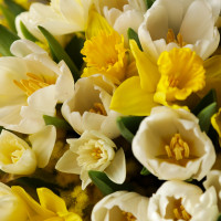 Дуо-букет с белыми тюльпанами и миксом нарциссов