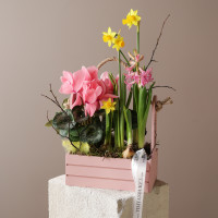Весенний садик с первоцветами, в бел/роз ящике размер S