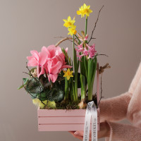 Весенний садик с первоцветами, в бел/роз ящике размер S