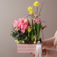 Весенний садик с первоцветами, в бел/роз ящике размер S