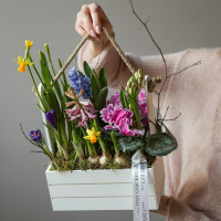 Весенний садик с первоцветами, в бел/роз ящике размер L