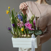 Весенний садик с первоцветами, в бел/роз ящике размер L