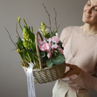 Весенний садик с гиацинтами и цикламенами в корзинке