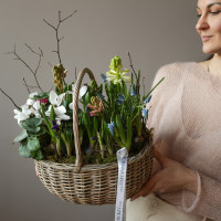 Весенний садик с цикламенами и мускари в корзинке