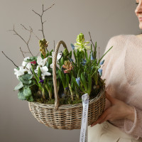 Весенний садик с цикламенами и мускари в корзинке
