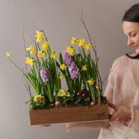 Весенний садик с нарциссами в длинном ящичке