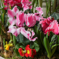 Весенний садик с первоцветами в деревянном кашпо размер М (40х35 см)