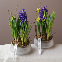 Весенний мини-садик с первоцветами в матовом стекле (20х25 см)