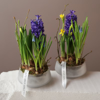 Весенний мини-садик с первоцветами в матовом стекле (20х25 см)