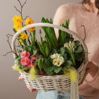 Весенний садик с примулой и гиацинтами в корзинке