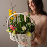 Весенний садик с примулой и гиацинтами в корзинке