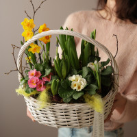 Весенний садик с примулой и гиацинтами в корзинке