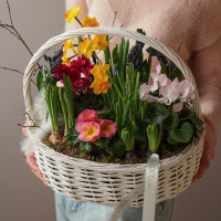 Весенний садик с нарциссами и цикламенами  в корзинке