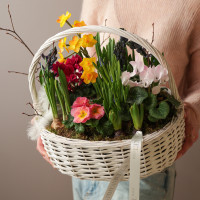 Весенний садик с нарциссами и цикламенами  в корзинке