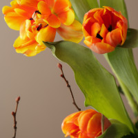 Композиция на парящей стеклянной подставке с тюльпанами, цикламенами и ранункулюсами