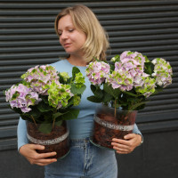 Гортензия лавандовая в стеклянном кашпо с натуральной щепой