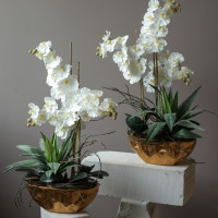 Композиция с белыми орхидеями и зеленью в кашпо