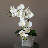 Белые орхидеи в дымчатом стеклянном кашпо