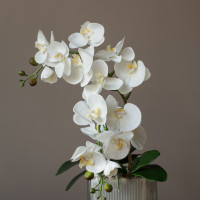 Белые орхидеи в дымчатом стеклянном кашпо