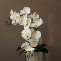 Белые орхидеи в дымчатом стеклянном кашпо