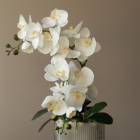 Белые орхидеи в дымчатом стеклянном кашпо