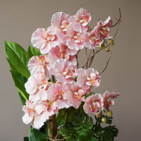 Розовая орхидея в плоском керамическом кашпо