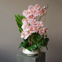 Розовая орхидея в плоском керамическом кашпо