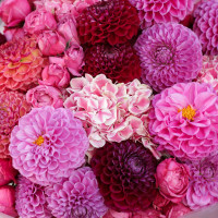 Круглый букет с винными, оранжевыми и розовыми георгинами