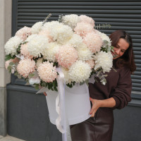 Огромная * коробка зефирных хризантем* 55 шт.