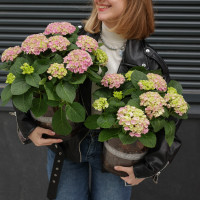 Гортензия в стеклянном кашпо с натуральной щепой