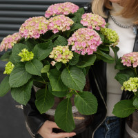 Гортензия в стеклянном кашпо с натуральной щепой